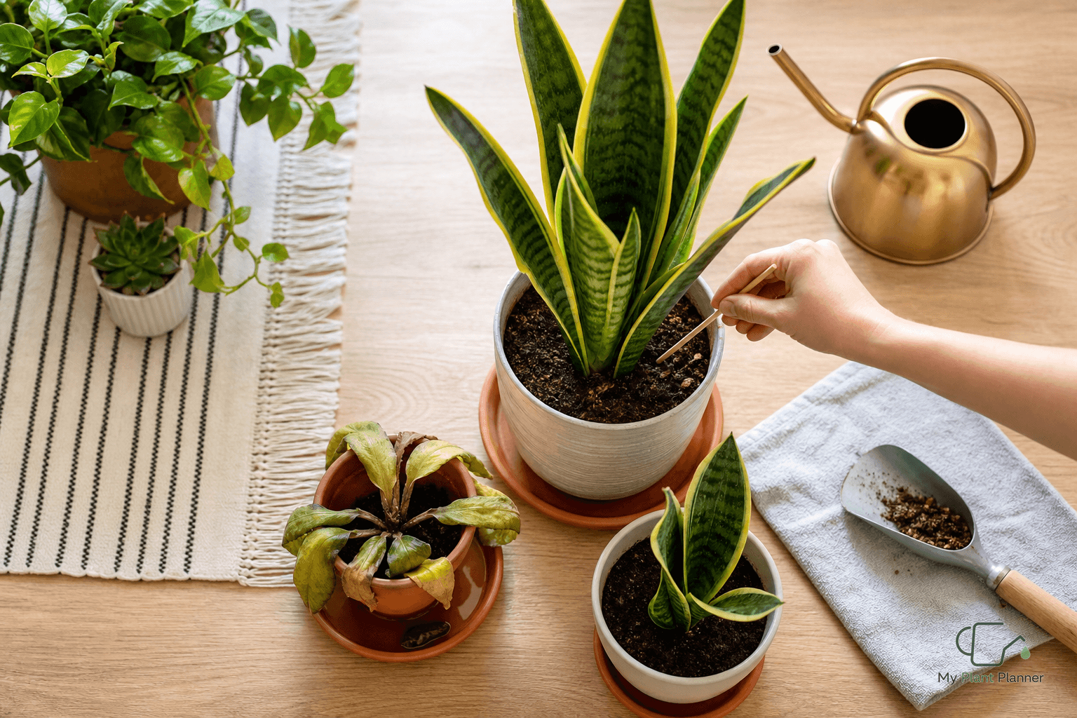 Snake plant indoors with a practical watering check reminder