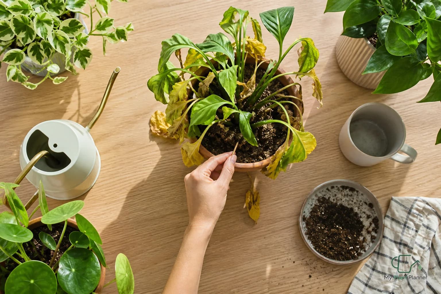 Slightly drooping houseplant leaves beside a watering can