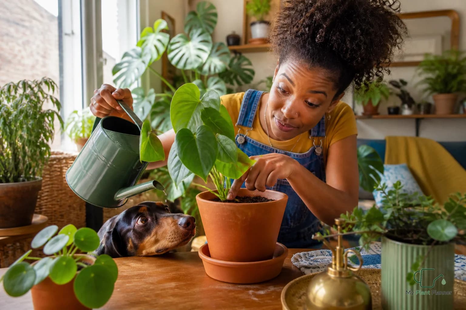 Indoor plants near a window being checked before watering