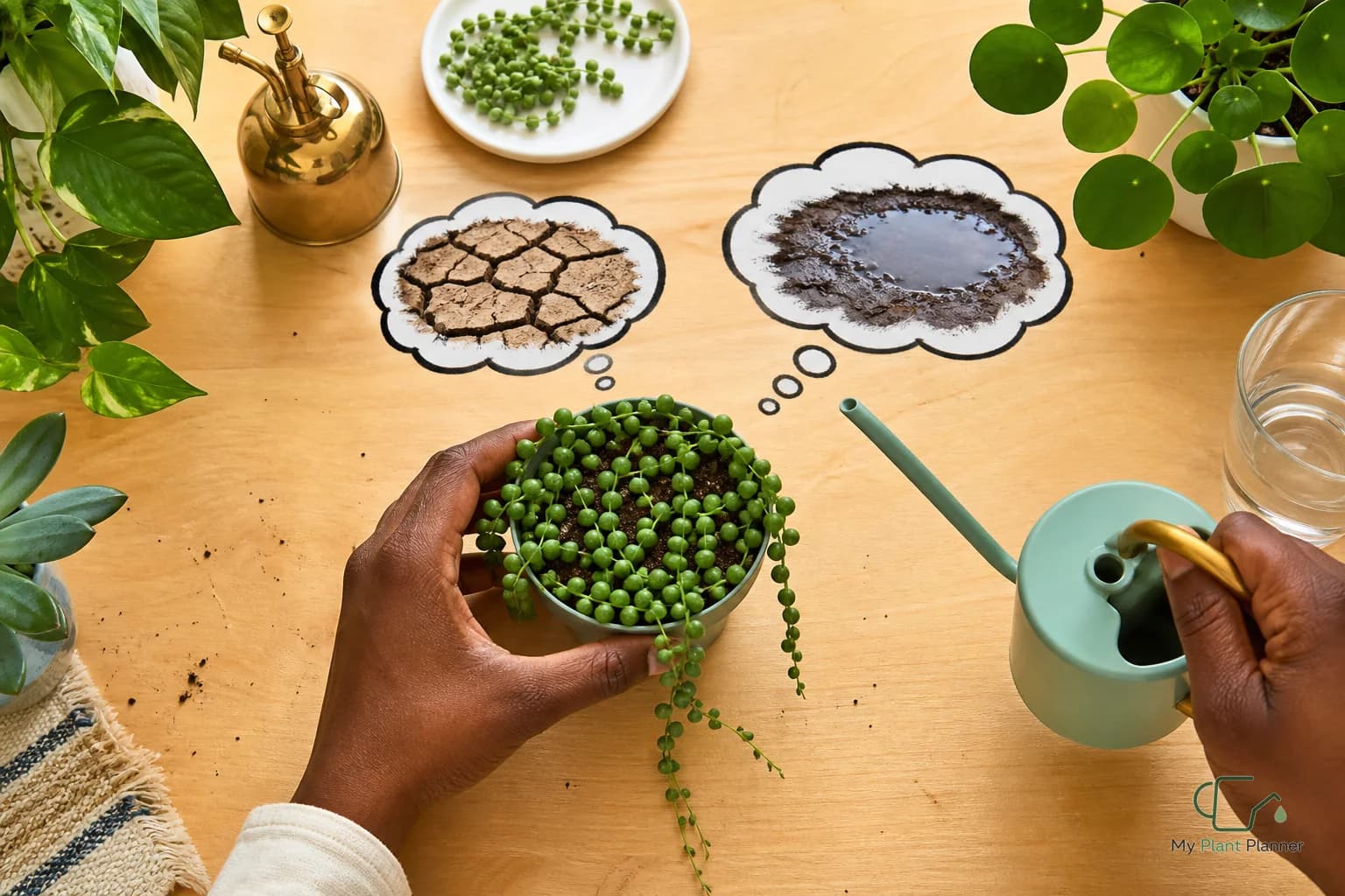 String of pearls plant trailing from an indoor pot near bright indirect light