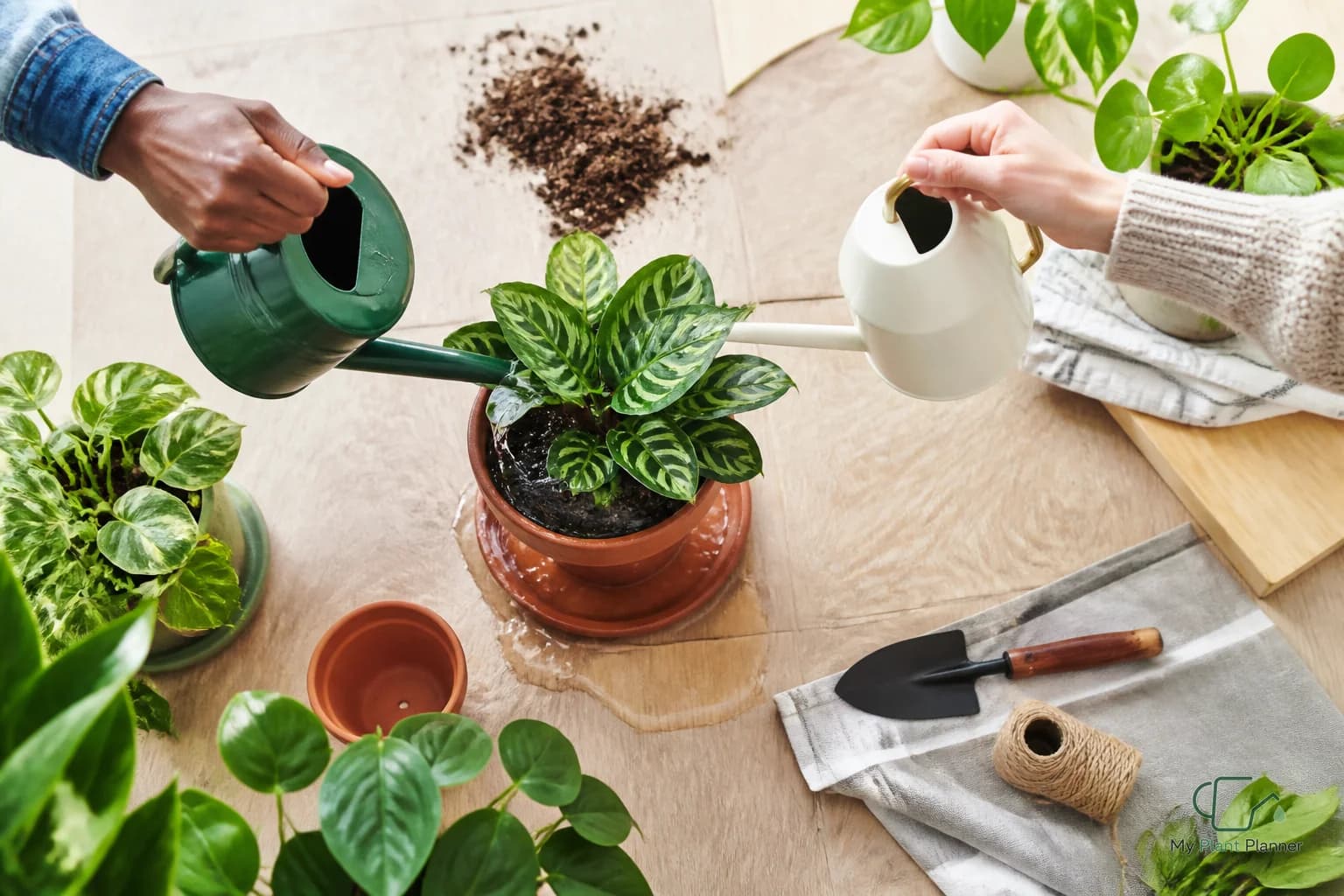 Indoor houseplant in a nursery pot being checked before watering